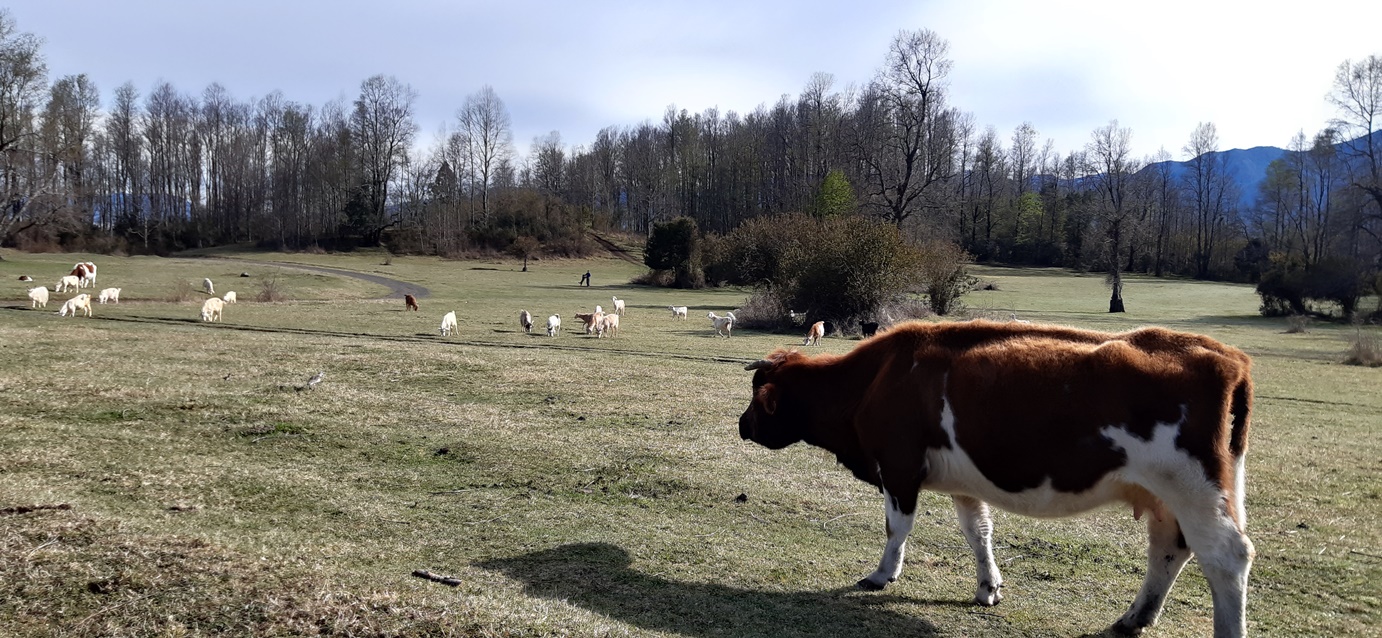 lugares para visitar en Pucón