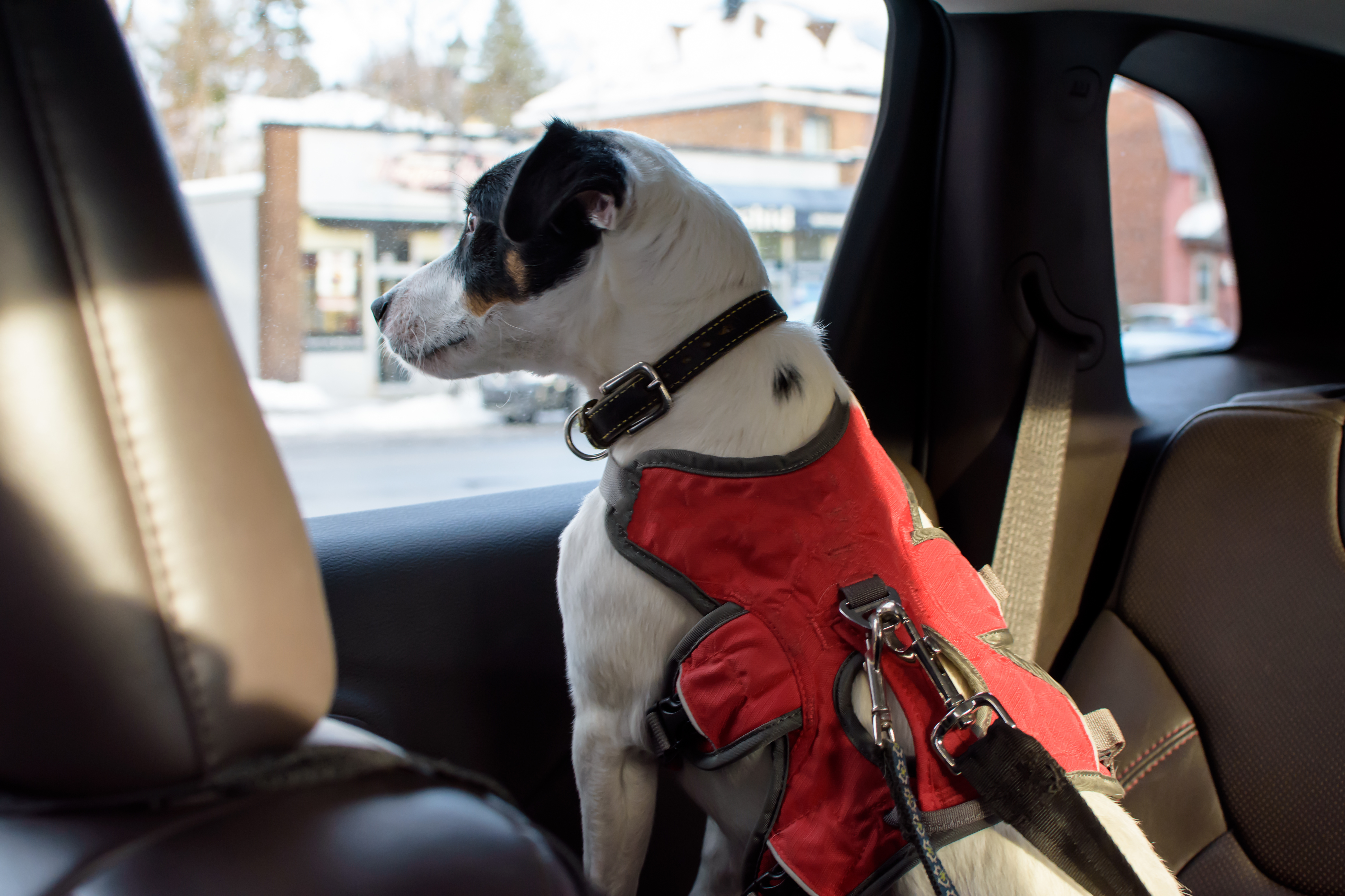 Arnés de seguridad para perro Arnés de seguridad