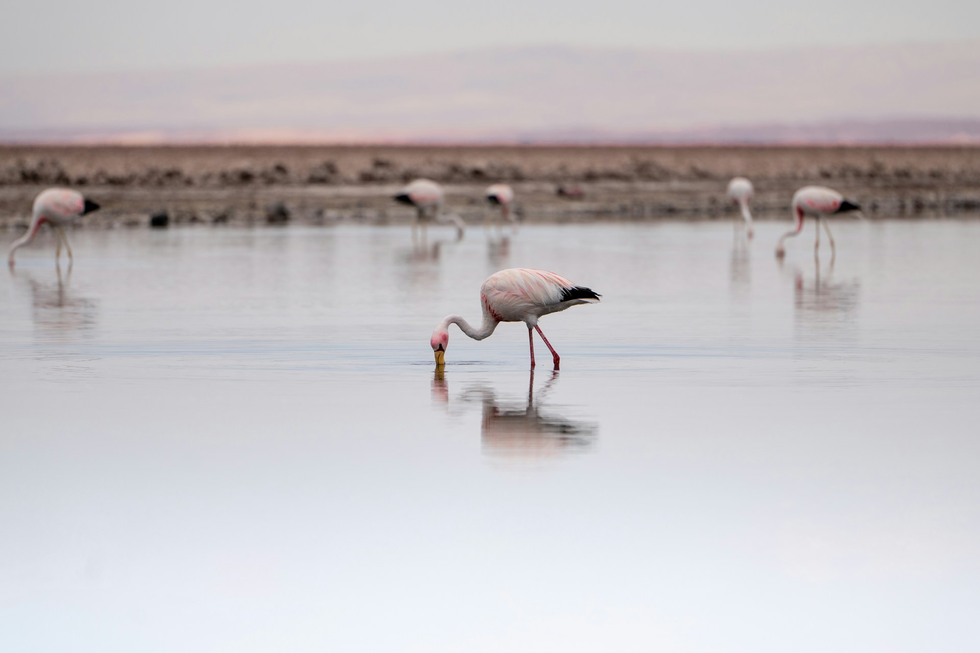 extraccion de litio en chile, flamencos en el salar de atacama