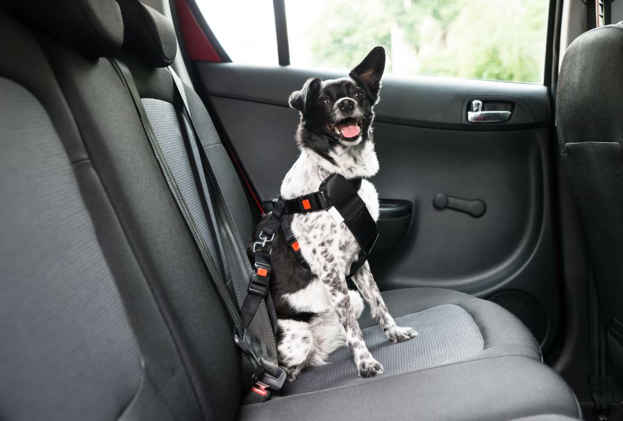 Cinturón de seguridad para perro Cinturón de seguridad