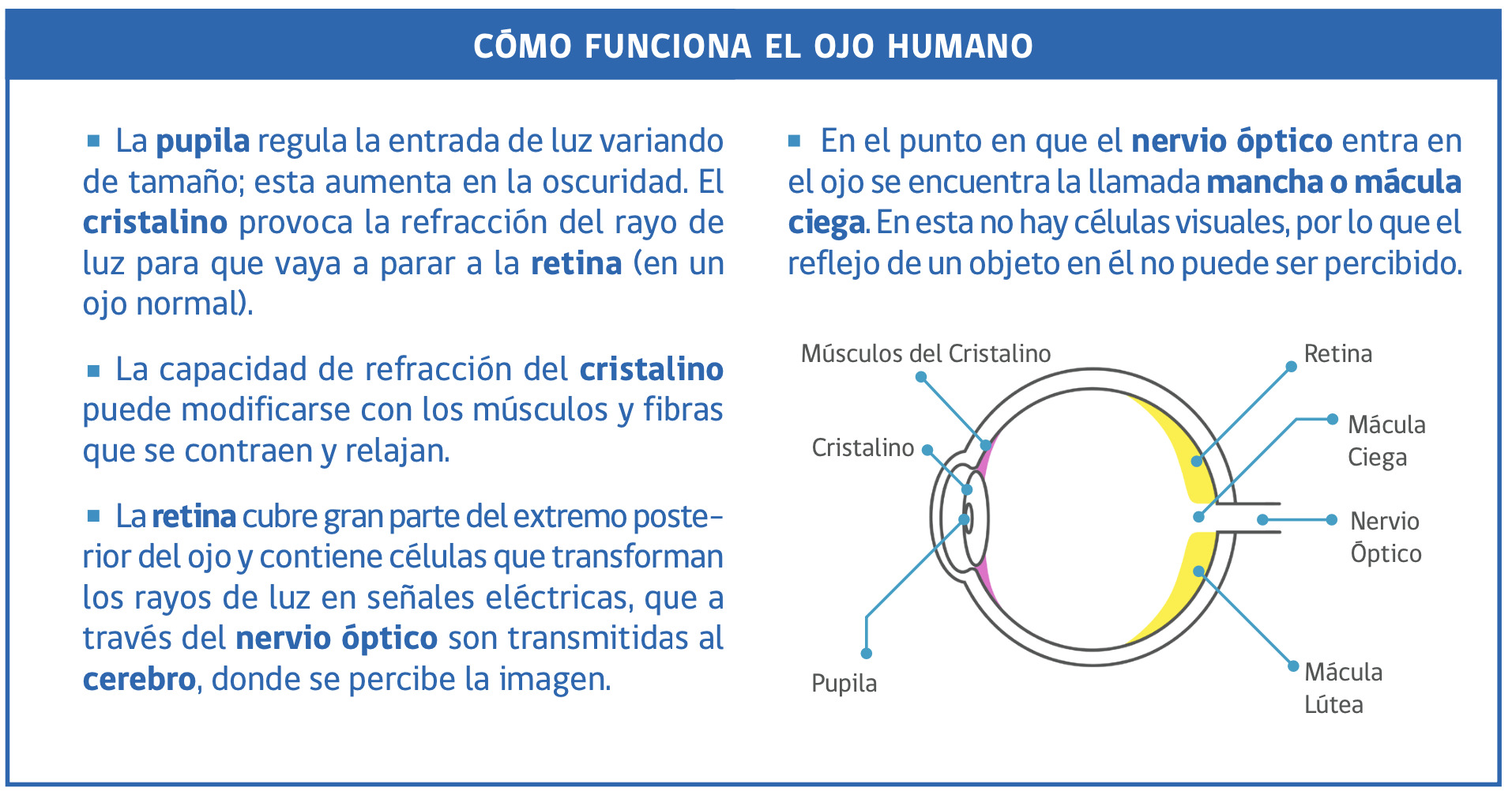 Efectos visuales en la conducción: Indicaciones del Libro para la Conducción en Chile